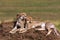 The family of cheetahs. Hills of Serengeti