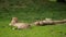 A family of cheetahs lies and rests in a clearing among green grass . Wild animals and nature