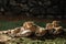 A family of cheetahs resting lying in the sun