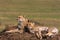 The family of cheetahs. Savanna of Serengeti