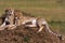 The family of cheetahs is watching. Hills of Serengeti