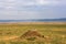 The family of cheetahs is watching the savanna. Hills of Masai Mara, Africa