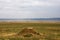 The family of cheetahs is watching the savanna. Hills of Serengeti