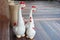 Family chickens ceramic