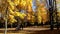 Family with children walking in the autumn park