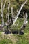 Family of chimpanzee sleeping on a grass in a zoo. Monkey relaxing on a sunny day after lunch