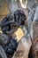 Family of chimpanzees resting on a tree