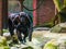 Family of chimpanzees walking towards the camera, mother holding her baby, monkeys with alopecia areata