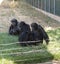 Family of chimps sitting on some green grass , relatives