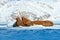 Family on cold ice. Walrus, Odobenus rosmarus, stick out from blue water on white ice with snow, Svalbard, Norway. Mother with cub
