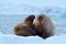 Family on cold ice. Walrus, Odobenus rosmarus, stick out from blue water on white ice with snow, Svalbard, Norway. Mother with cub