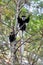 Family of Colobus guereza, Ethiopia, Africa wildlife