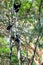 Family of Colobus guereza, Ethiopia, Africa wildlife