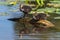 Family of common coot chicks