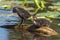 Family of common coot chicks resting on a branch in a river