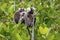 Family of Common marmosets with cubs in a green tree, Paraty, Brazil