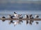 Family common shelduck cleans feathers