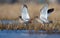 Family couple of common redshanks with lifted wings together walk in spring waterpond with low grass