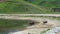 A family of cows came to drink at a mountain lake