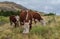 Family of cows grazing in the afternoon