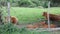 Family of cows resting in a field