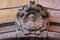 Family crest over the main door of an old mansion, Spaccanapoli district, Neaples, Italy