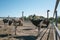 Family of curious African ostriches on an ostrich farm