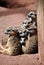 A family of cute meerkats