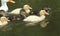 A family of cute wild ducklings of different colours swimming on a river in the UK.