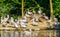 Family of dalmatian pelicans on a island, water bird specie from Europe