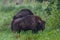 Family of dangerous european bison in dark forest in National park Bieszczady, Poland