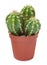 Family decorative cactus in pot
