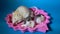 A family of decorative rats, mom and her little black and beige children eat cheese sitting in a pink plate on a blue