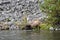 A family of deer cross the Yellowstone River in the park