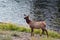 A family of deer cross the Yellowstone River in the park