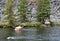 A family of deer cross the Yellowstone River in the park