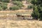 Family of deer eating in the meadows