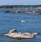 A family in a dingy motors past a rock with cormorants in the harbor