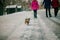 Family with dog walks in the park in the winter in the snow. Children in hats enjoy nature, run and throw snow.