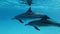 Family of dolphins swim under surface of water. Underwater shot, closeup