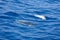 Family dolphins swimming in the blue ocean in Tenerife,Spain
