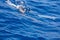 Family dolphins swimming in the blue ocean in Tenerife,Spain