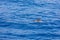 Family dolphins swimming in the blue ocean in Tenerife,Spain