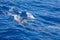 Family dolphins swimming in the blue ocean in Tenerife,Spain