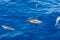 Family dolphins swimming in the blue ocean in Tenerife,Spain