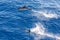 Family dolphins swimming in the blue ocean in Tenerife,Spain