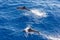 Family dolphins swimming in the blue ocean in Tenerife,Spain