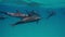 Family of dolphins swimming in ocean. Dolphins surfacing on surface of the water. Observation of behavior of dolphins