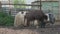 A family of domestic yaks on a farm in Russia