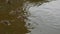 A family of ducklings and an adult duck swim on the black surface of the lake